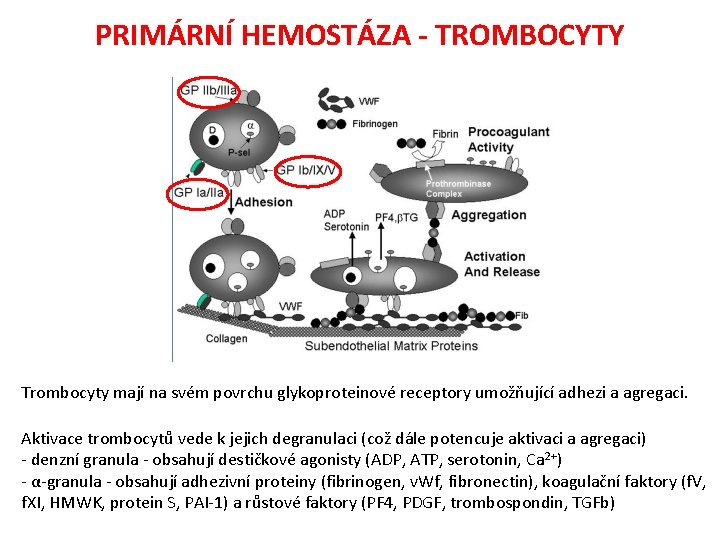 PRIMÁRNÍ HEMOSTÁZA - TROMBOCYTY Trombocyty mají na svém povrchu glykoproteinové receptory umožňující adhezi a