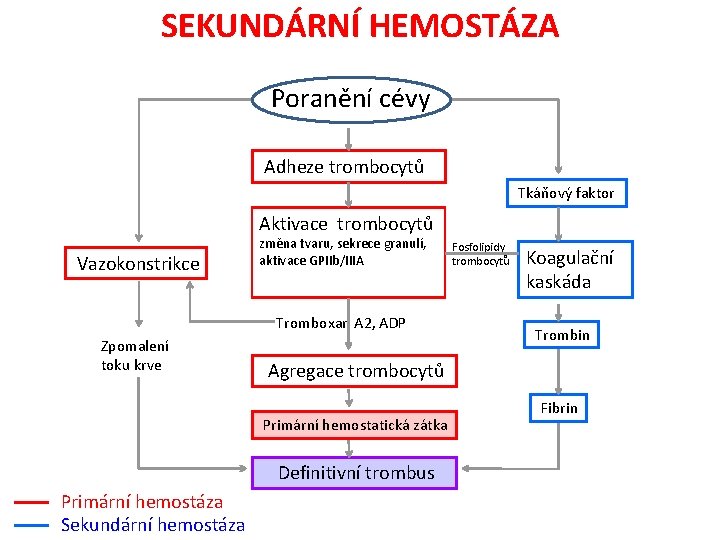 SEKUNDÁRNÍ HEMOSTÁZA Poranění cévy Adheze trombocytů Tkáňový faktor Aktivace trombocytů Vazokonstrikce změna tvaru, sekrece