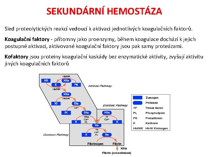 SEKUNDÁRNÍ HEMOSTÁZA Sled proteolytických reakcí vedoucí k aktivaci jednotlivých koagulačních faktorů. Koagulační faktory -