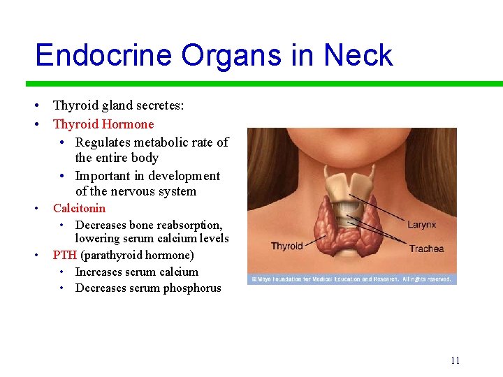 Endocrine Organs in Neck • Thyroid gland secretes: • Thyroid Hormone • Regulates metabolic