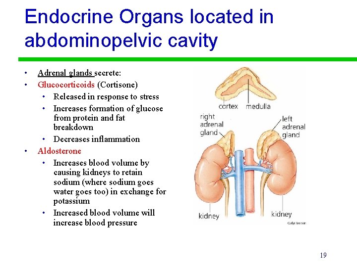 Endocrine Organs located in abdominopelvic cavity • • • Adrenal glands secrete: Glucocorticoids (Cortisone)