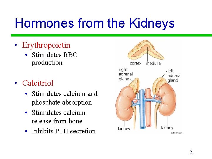 Hormones from the Kidneys • Erythropoietin • Stimulates RBC production • Calcitriol • Stimulates