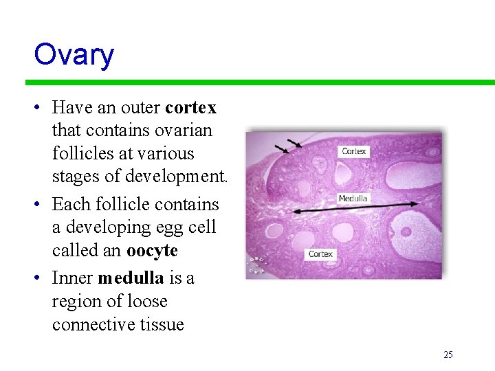 Ovary • Have an outer cortex that contains ovarian follicles at various stages of