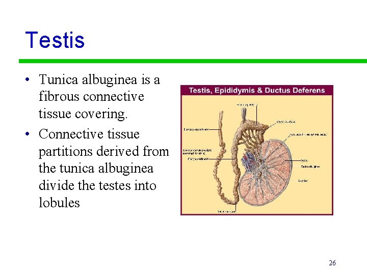 Testis • Tunica albuginea is a fibrous connective tissue covering. • Connective tissue partitions