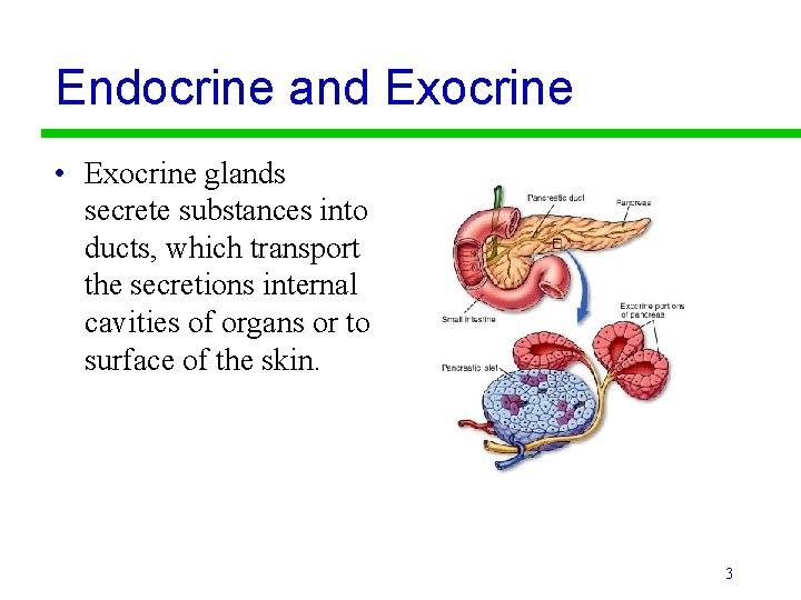 Endocrine and Exocrine • Exocrine glands secrete substances into ducts, which transport the secretions