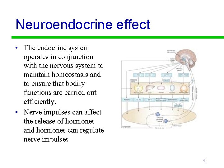 Neuroendocrine effect • The endocrine system operates in conjunction with the nervous system to