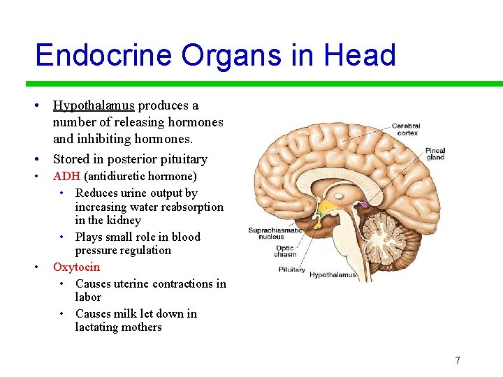 Endocrine Organs in Head • Hypothalamus produces a number of releasing hormones and inhibiting