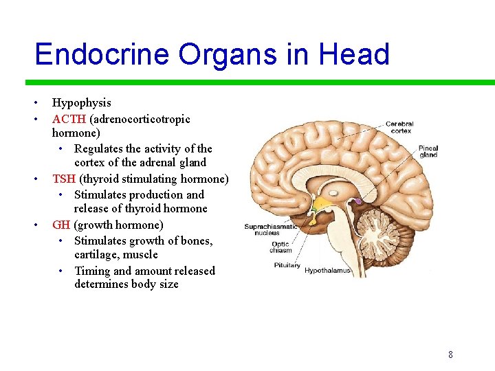 Endocrine Organs in Head • • Hypophysis ACTH (adrenocorticotropic hormone) • Regulates the activity