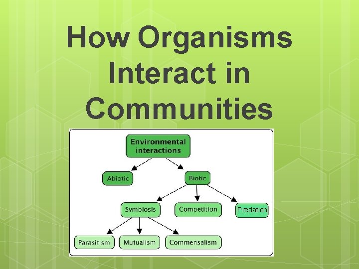 How Organisms Interact in Communities Predation 