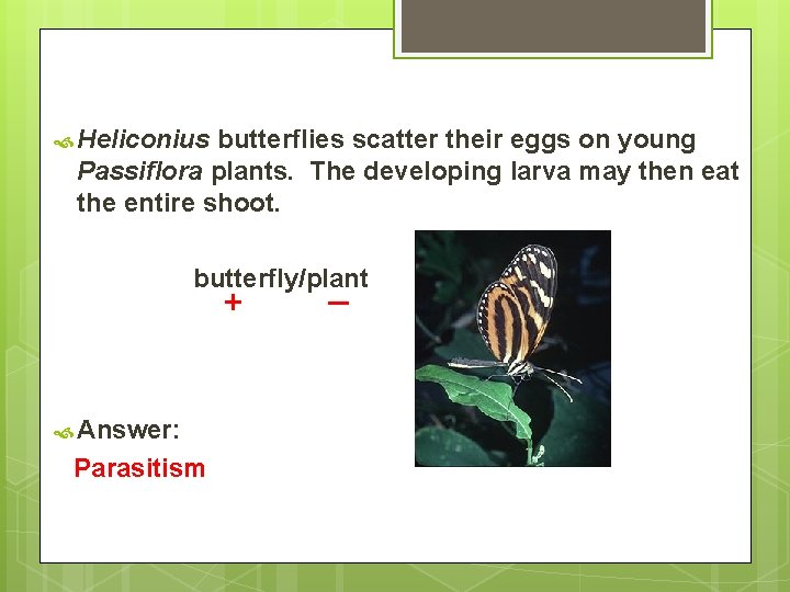  Heliconius butterflies scatter their eggs on young Passiflora plants. The developing larva may