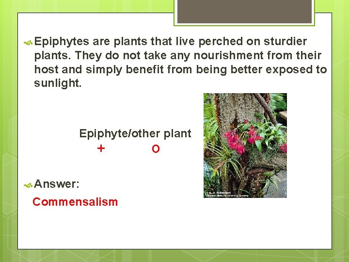  Epiphytes are plants that live perched on sturdier plants. They do not take
