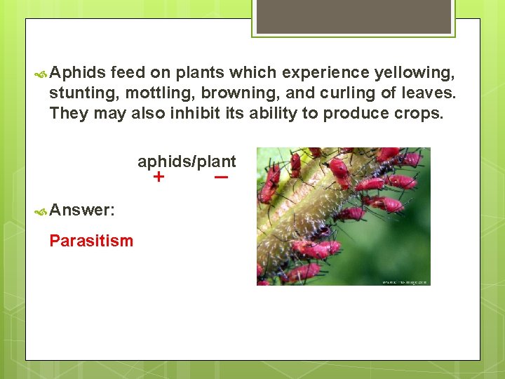  Aphids feed on plants which experience yellowing, stunting, mottling, browning, and curling of