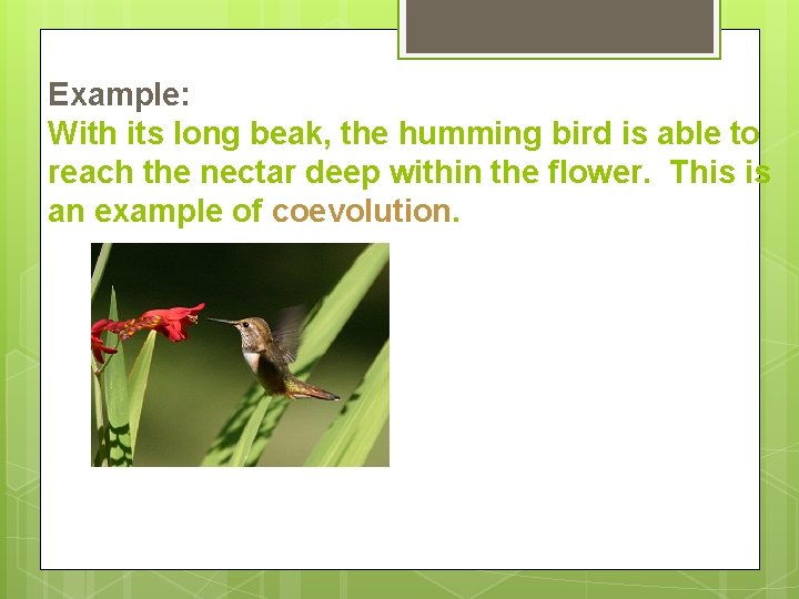 Example: With its long beak, the humming bird is able to reach the nectar