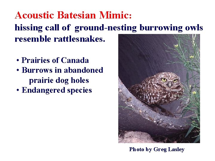 Acoustic Batesian Mimic: hissing call of ground-nesting burrowing owls resemble rattlesnakes. • Prairies of