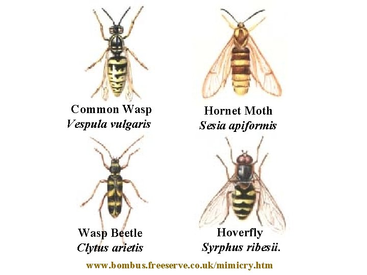 Common Wasp Vespula vulgaris Hornet Moth Sesia apiformis Wasp Beetle Clytus arietis Hoverfly Syrphus