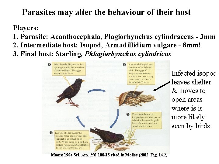 Parasites may alter the behaviour of their host Players: 1. Parasite: Acanthocephala, Plagiorhynchus cylindraceus