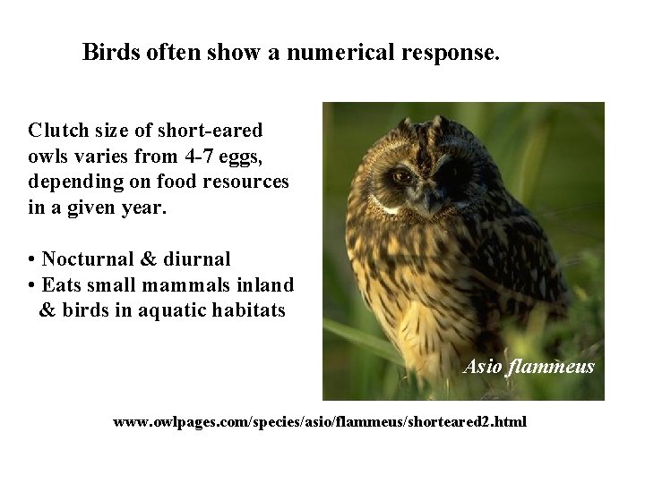 Birds often show a numerical response. Clutch size of short-eared owls varies from 4