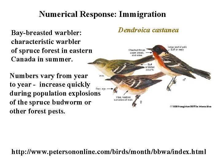 Numerical Response: Immigration Bay-breasted warbler: characteristic warbler of spruce forest in eastern Canada in