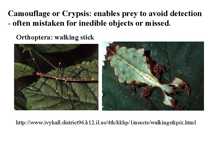 Camouflage or Crypsis: enables prey to avoid detection - often mistaken for inedible objects