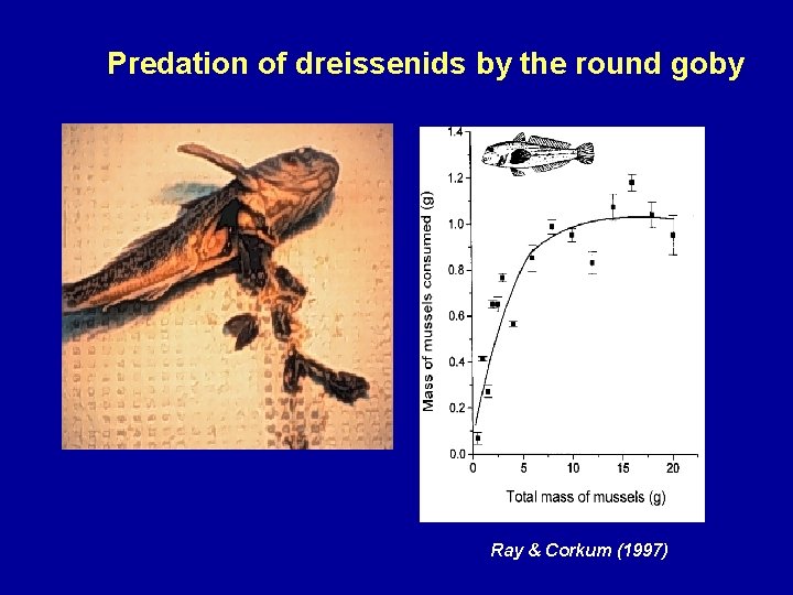 Predation of dreissenids by the round goby Ray & Corkum (1997) 