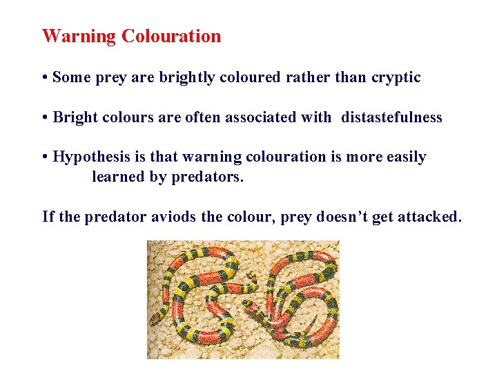 Warning Colouration • Some prey are brightly coloured rather than cryptic • Bright colours