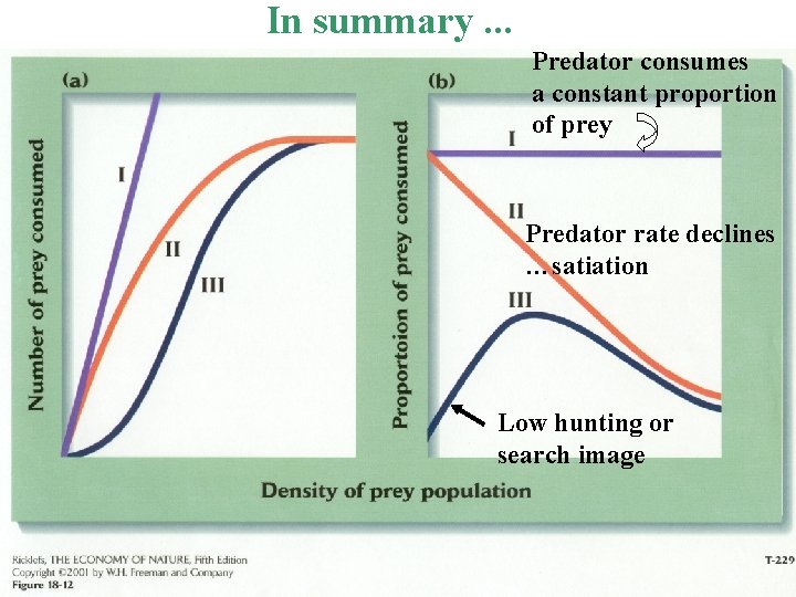 In summary. . . Predator consumes a constant proportion of prey Predator rate declines