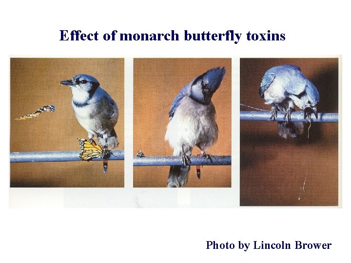 Effect of monarch butterfly toxins Photo by Lincoln Brower 