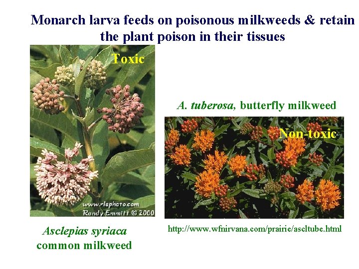 Monarch larva feeds on poisonous milkweeds & retain the plant poison in their tissues