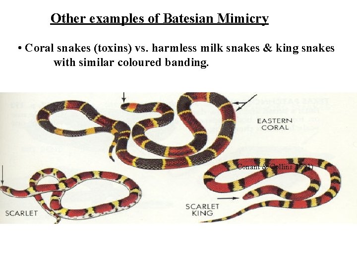 Other examples of Batesian Mimicry • Coral snakes (toxins) vs. harmless milk snakes &