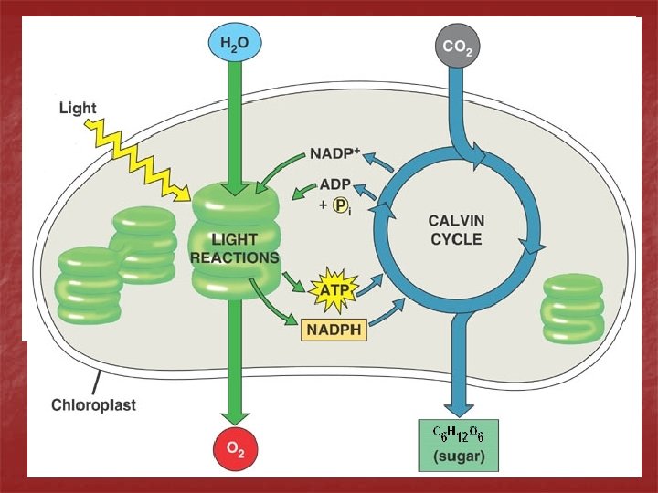 Cell Energy Review n n Cell Energy Part 1 – ATP n ATP is