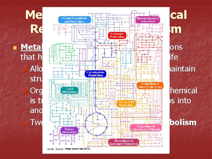 Metabolism – The Chemical Reactions of an Organism n Metabolism – the set of