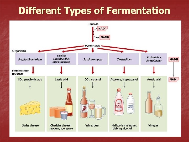 Different Types of Fermentation 