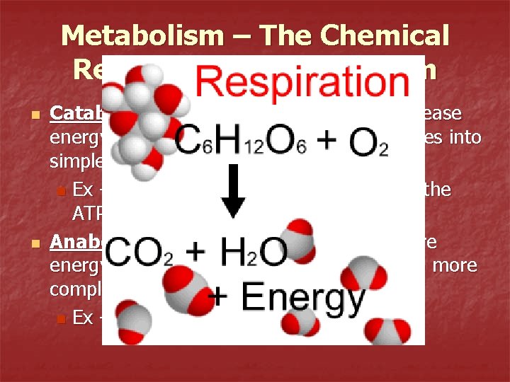 Metabolism – The Chemical Reactions of an Organism n n Catabolism – metabolic reactions