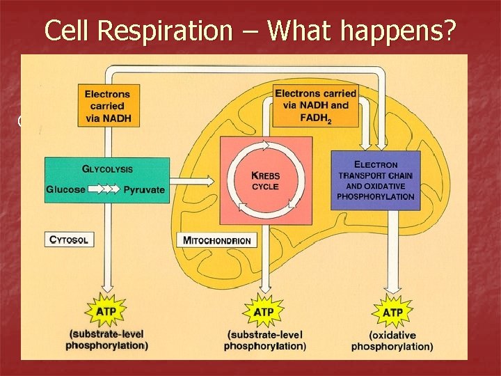 Cell Respiration – What happens? Cell Respiration is a 3 -Step process: 1. Glycolysis
