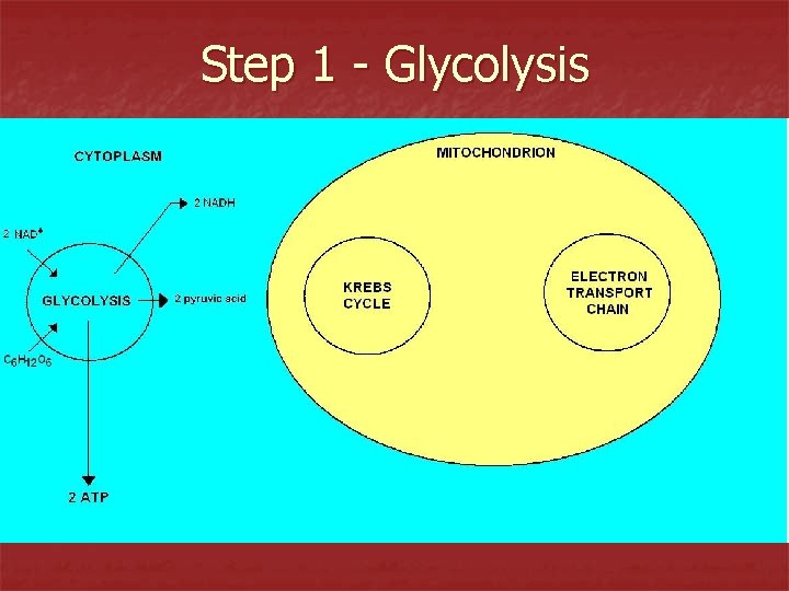 Step 1 - Glycolysis 