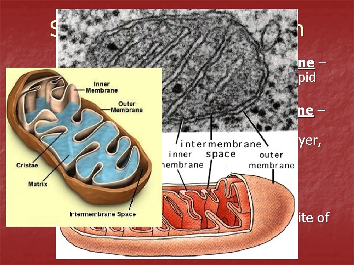 Structure of Mitochondrion n Outer membrane – simple phospholipid bilayer Inner membrane – highly