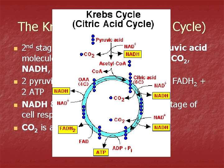 The Krebs Cycle (Citric Acid Cycle) n n 2 nd stage of cell respiration