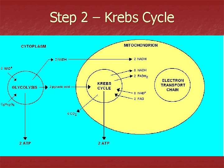 Step 2 – Krebs Cycle 