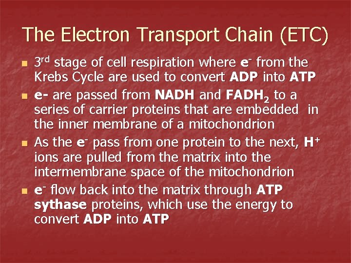 The Electron Transport Chain (ETC) n n 3 rd stage of cell respiration where