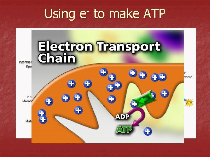 Using e- to make ATP 