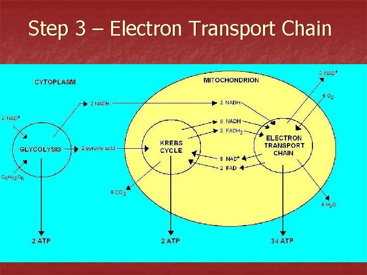 Step 3 – Electron Transport Chain 