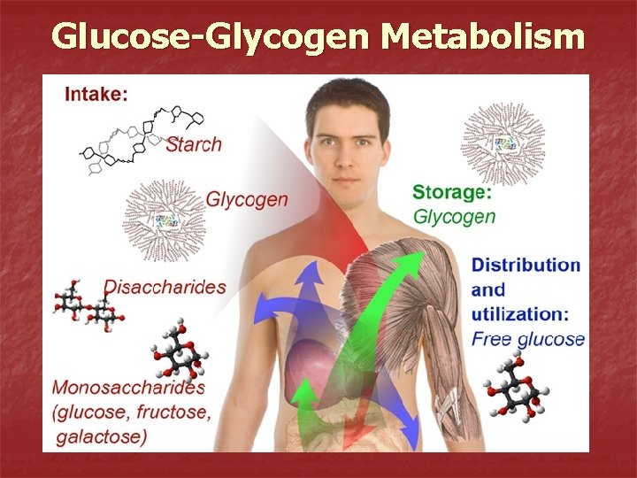 Glucose-Glycogen Metabolism 