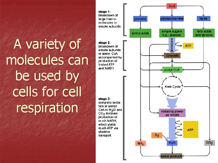 A variety of molecules can be used by cells for cell respiration 