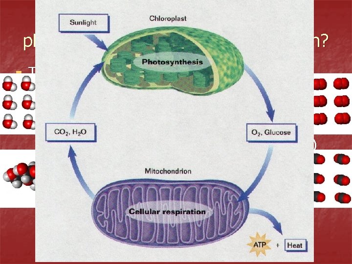 What is the relationship between photosynthesis and cellular respiration? n They are opposite processes