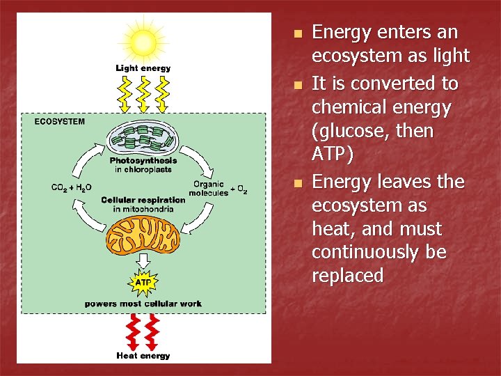 n n n Energy enters an ecosystem as light It is converted to chemical