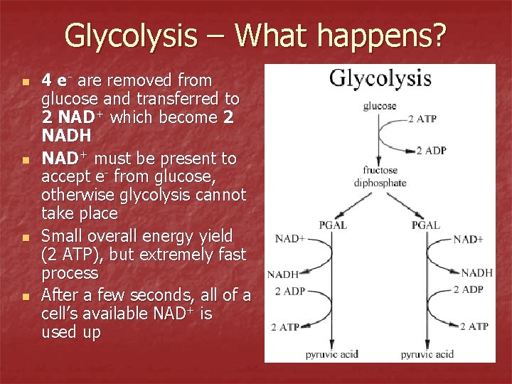 Glycolysis – What happens? n n 4 e- are removed from glucose and transferred