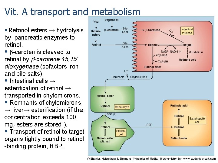 Vit. A transport and metabolism § Retonol esters → hydrolysis by pancreatic enzymes to Vit. A transport and metabolism § Retonol esters → hydrolysis by pancreatic enzymes to
