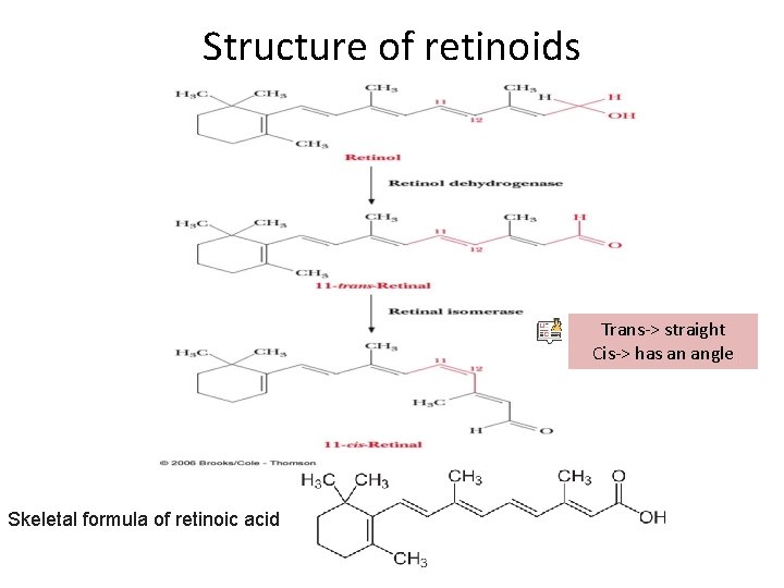 Structure of retinoids Trans-> straight Cis-> has an angle Skeletal formula of retinoic acid Structure of retinoids Trans-> straight Cis-> has an angle Skeletal formula of retinoic acid