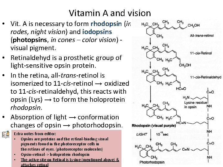 Vitamin A and vision • Vit. A is necessary to form rhodopsin (in rodes, Vitamin A and vision • Vit. A is necessary to form rhodopsin (in rodes,