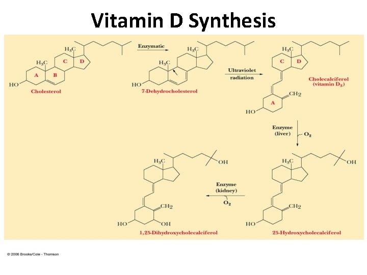 Vitamin D Synthesis Vitamin D Synthesis